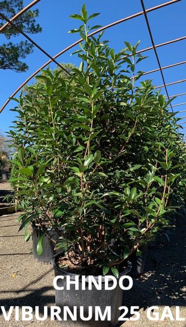Viburnum – Chindo (Viburnum awabuki 'Chindo')