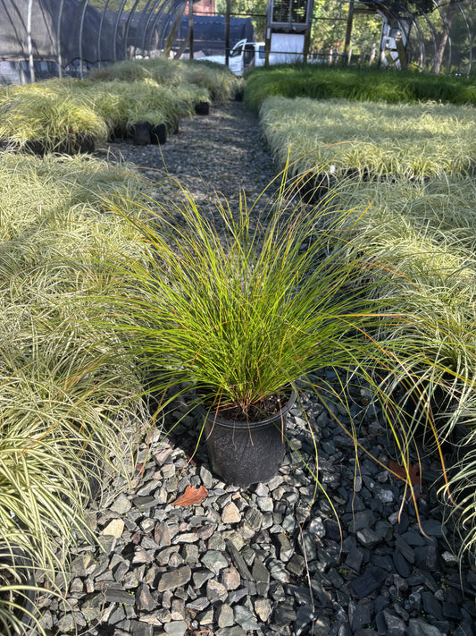 Carex testacea 'Prairie Fire Prairie Fire Sedge 1 Gallon