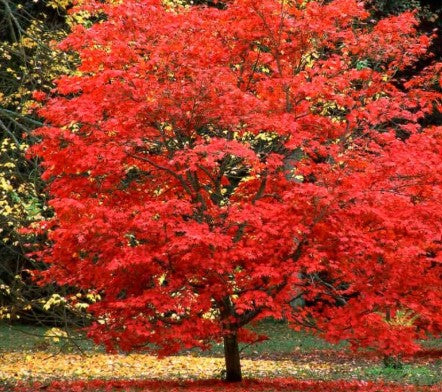 Acer palmatum 'Fireglow' Fireglow Japanese Maple 10 Gallon