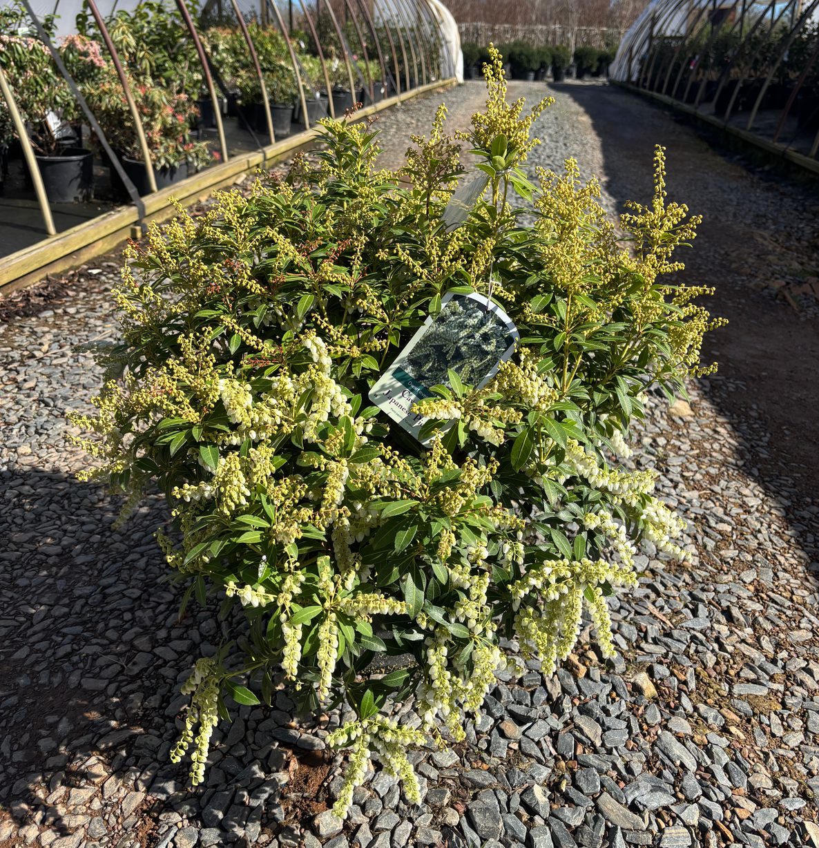 Pieris japonica 'Cavatine' Cavatine Japanese Pieris
