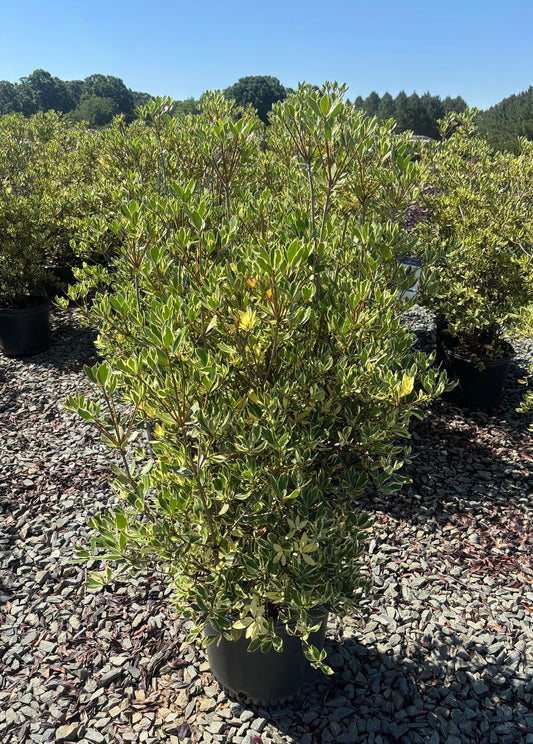 Ternstroemia Gymnathera ''WMN-01'' Crown Jewels™ Cleyera