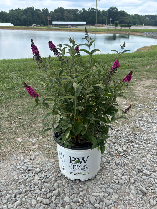 Butterfly Bush Miss Molly 3 Gallon (Buddleia x 'Miss Molly' PP2342)