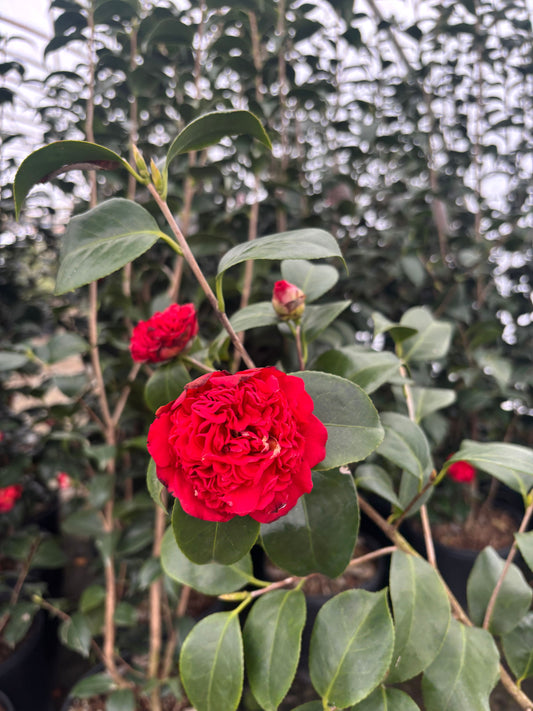 Camellia japonica 'Professor Sargent' Professor Sargent Camellia
