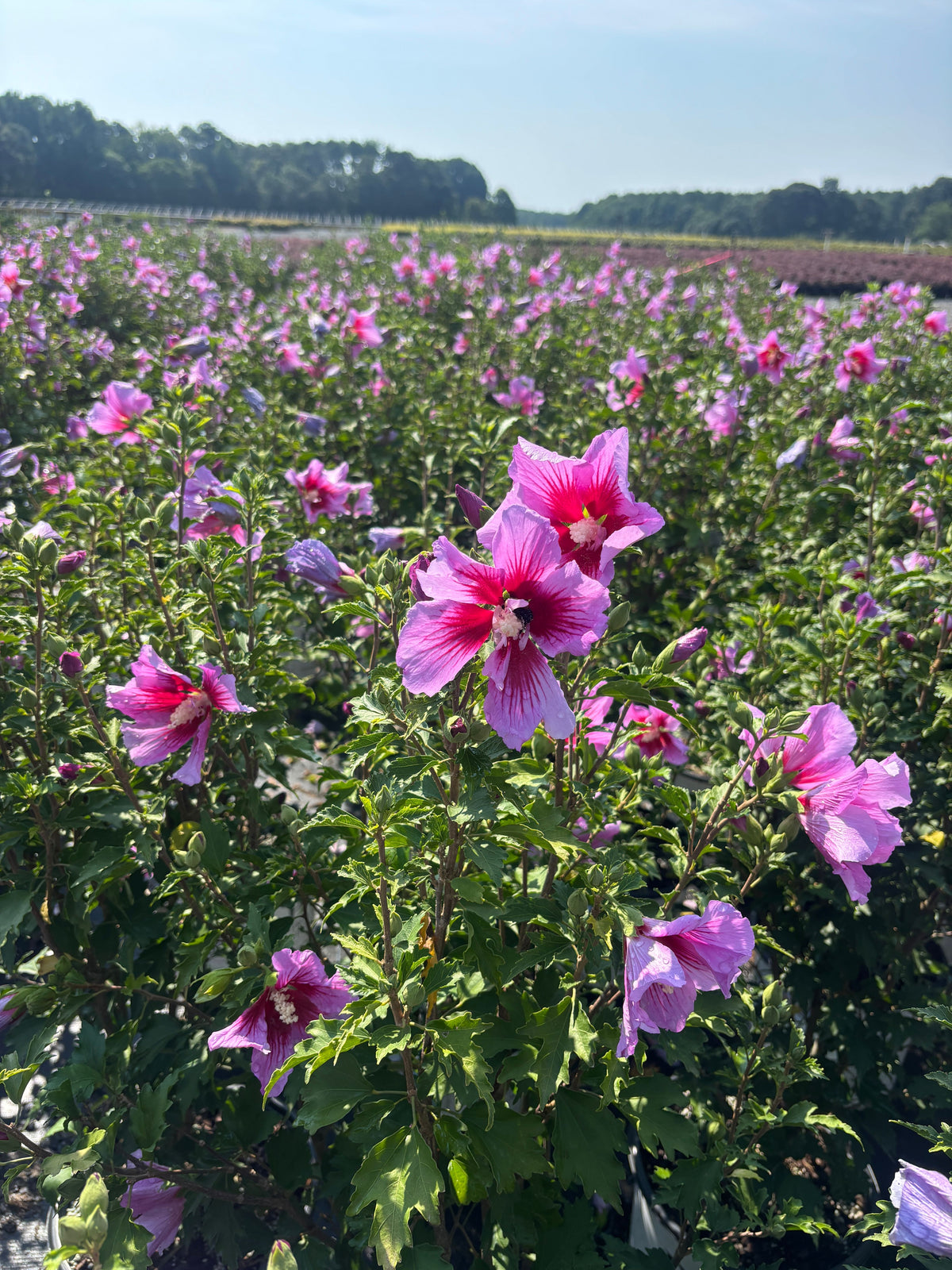 Purple Pillar® Rose of Sharon