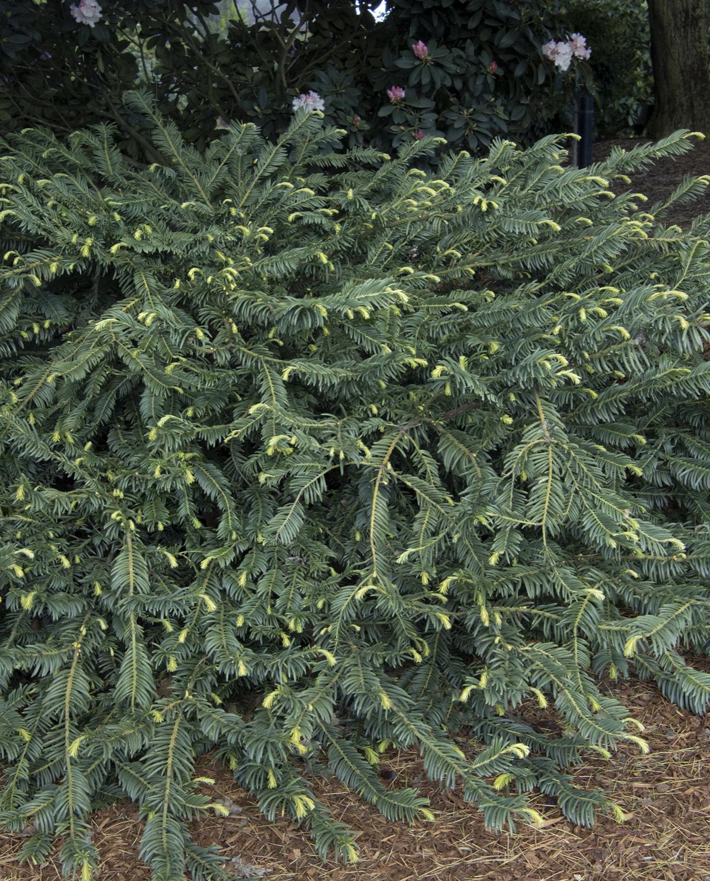 Duke Gardens Japanese Plum Yew 3g