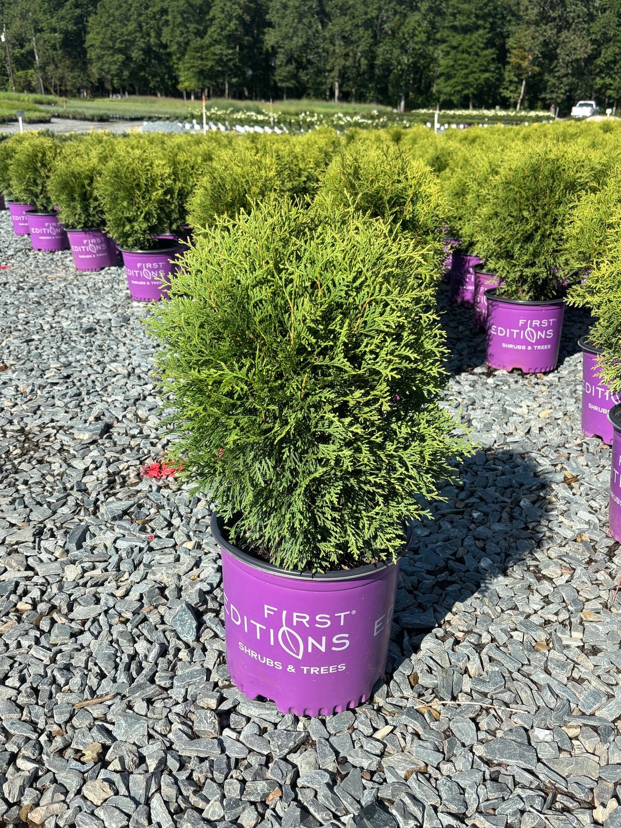 Thuja occidentalis 'RutThu4'  PP35297 Planet Earth® Arborvitae 3 Gallon
