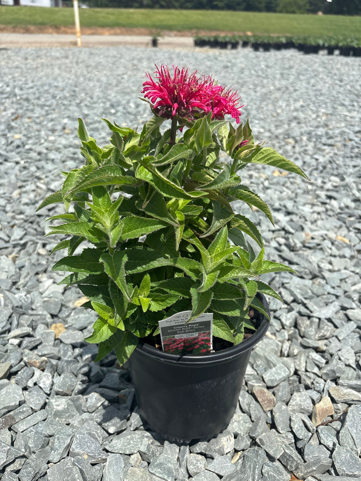 Monarda 'Cherry Pops' PP27618 Cherry Pops Bee Balm 1 Gallon