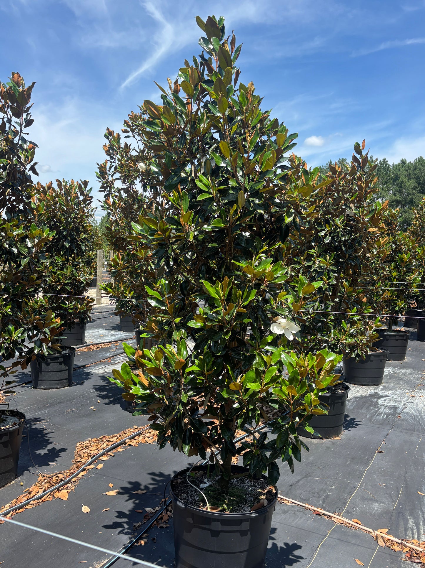 Magnolia grandiflora 'Little Gem' Little Gem Magnolia