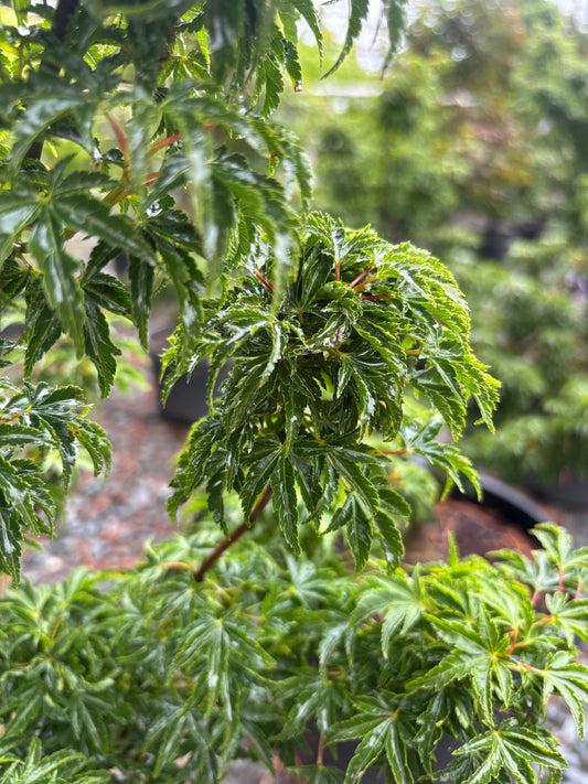 Acer palmatum 'Shishigashira' Lion's Head Japanese Maple 15 Gallon