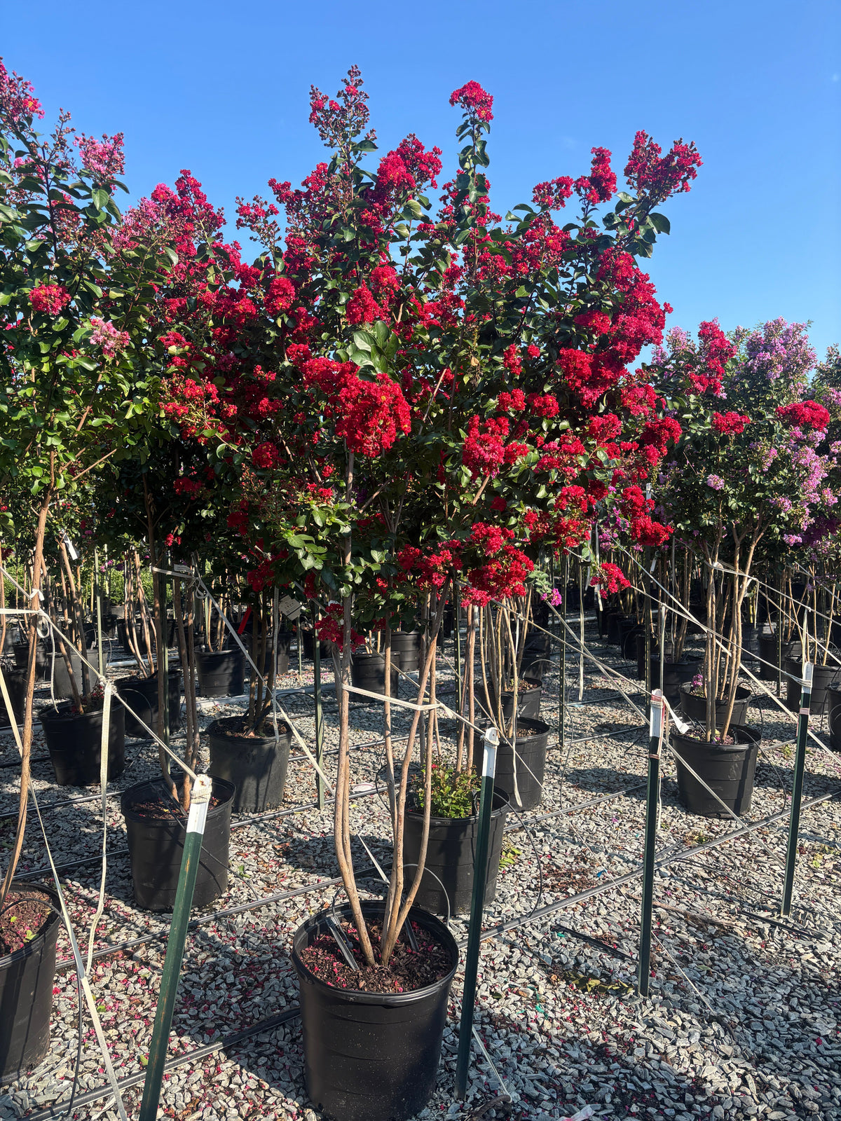 Lagerstroemia x 'JMI' PPAF Colorama™ Scarlet Crape Myrtle