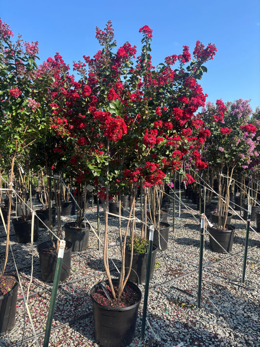 Lagerstroemia x 'JMI' PPAF Colorama™ Scarlet Crape Myrtle