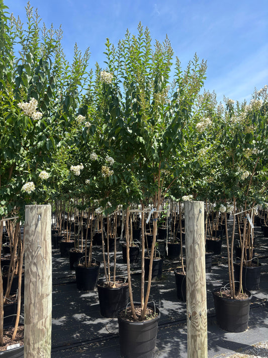 Lagerstroemia indica x fauriei 'Natchez' Natchez Crape Myrtle