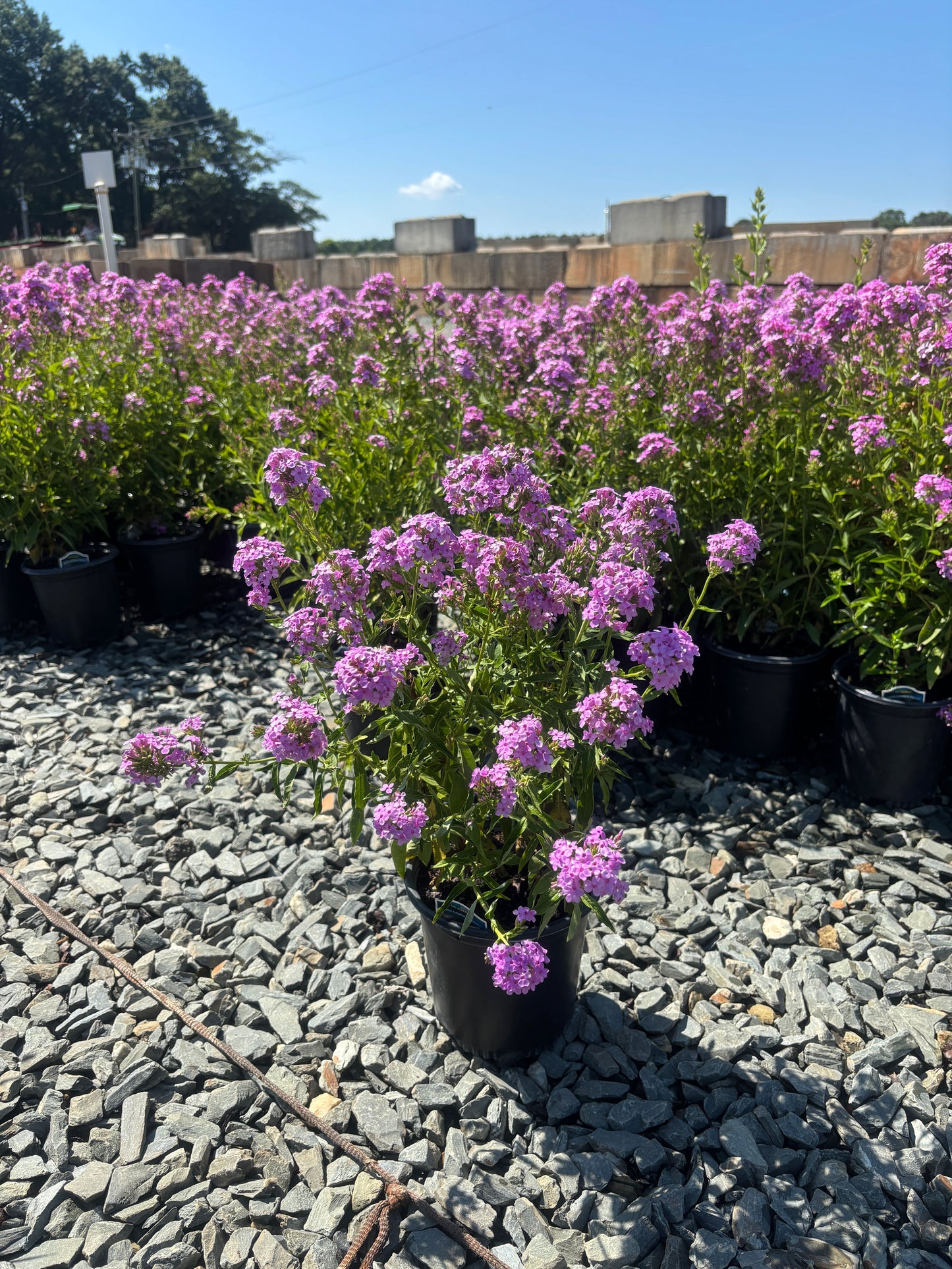 Phlox paniculata 'Jeana' Jeana Garden Phlox 1 Gallon
