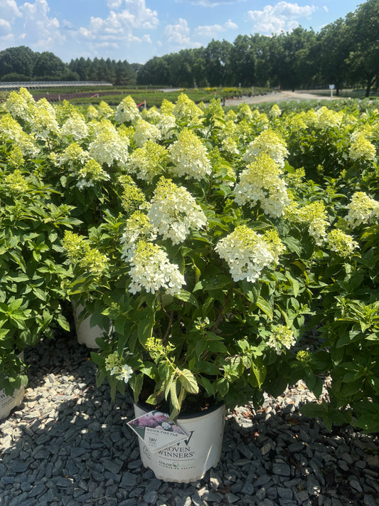 Quick Fire Fab® Hydrangea 3 Gallon
