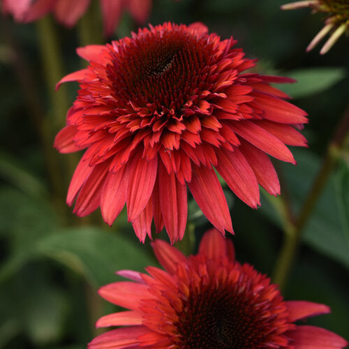 Echinacea x 'Balscrasux' Double Scoop™ Raspberry Deluxe Coneflower 1 Gallon