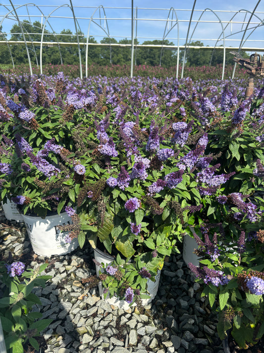 Pugster Blue® Butterfly Bush 3 Gallon Buddleia x 'SMNBDBT' PP28794