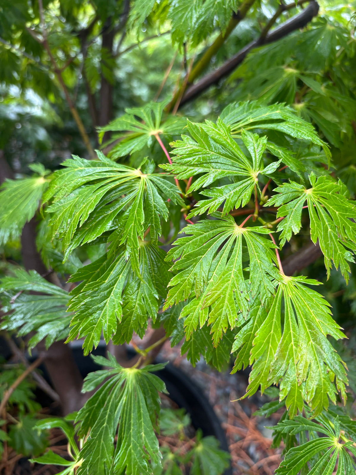 Acer japonicum 'Aconitifolium' Fern Leaf Full Moon Japanese Maple 20 Gallon