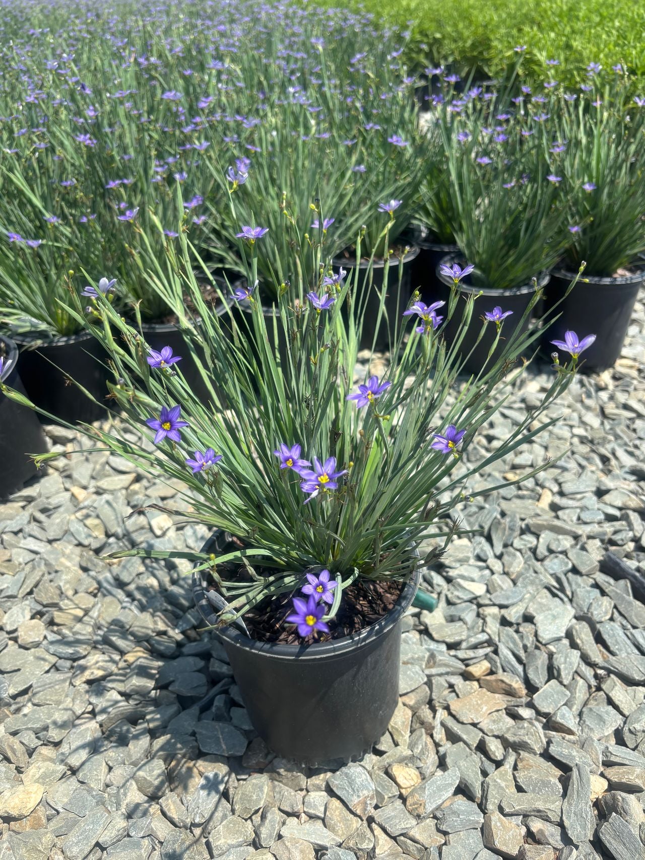Blue-eyed Grass Blue Note 1 Gallon (Sisyrinchium angustifolium 'Lucerne')