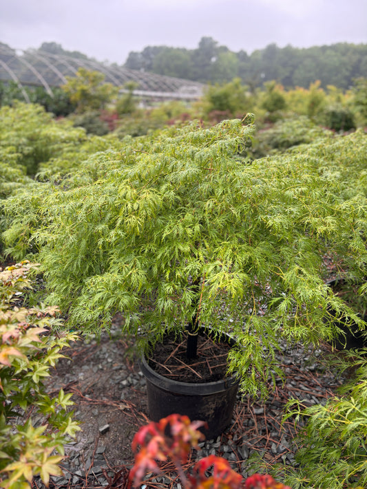 Acer palm. var. dissectum 'Viridis' Viridis  Laceleaf Japanese Maple