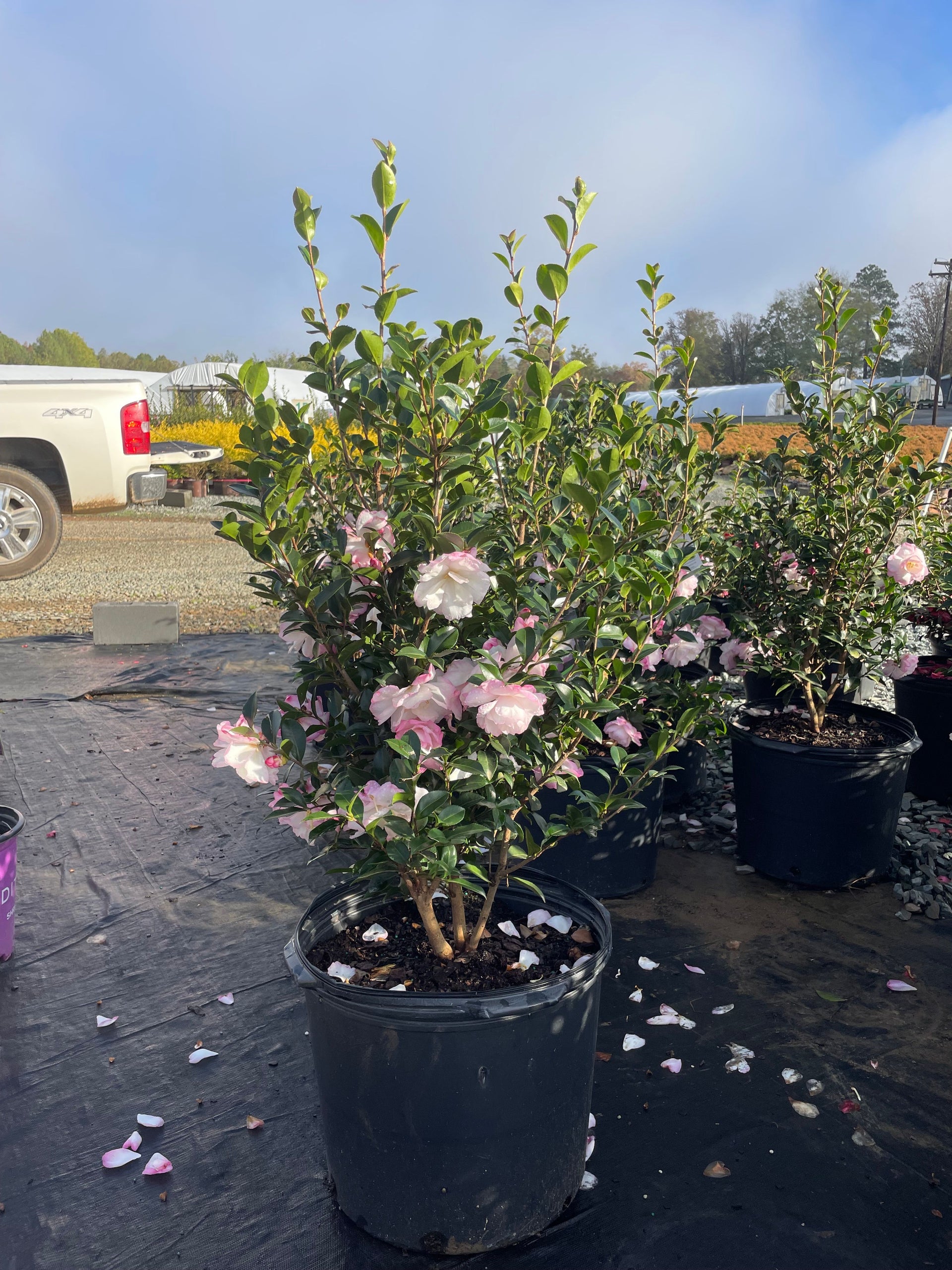 sasanqua plant Camellia sasanqua 'Leslie Ann' Leslie Ann Camellia – Richardson Roots