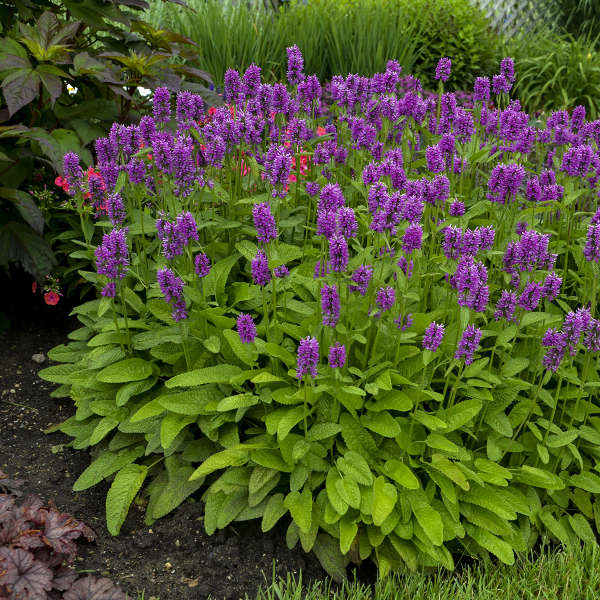 Stachys monieri 'Hummelo' 1g