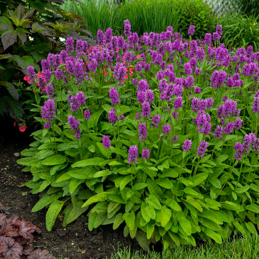 Stachys monieri 'Hummelo' 1g