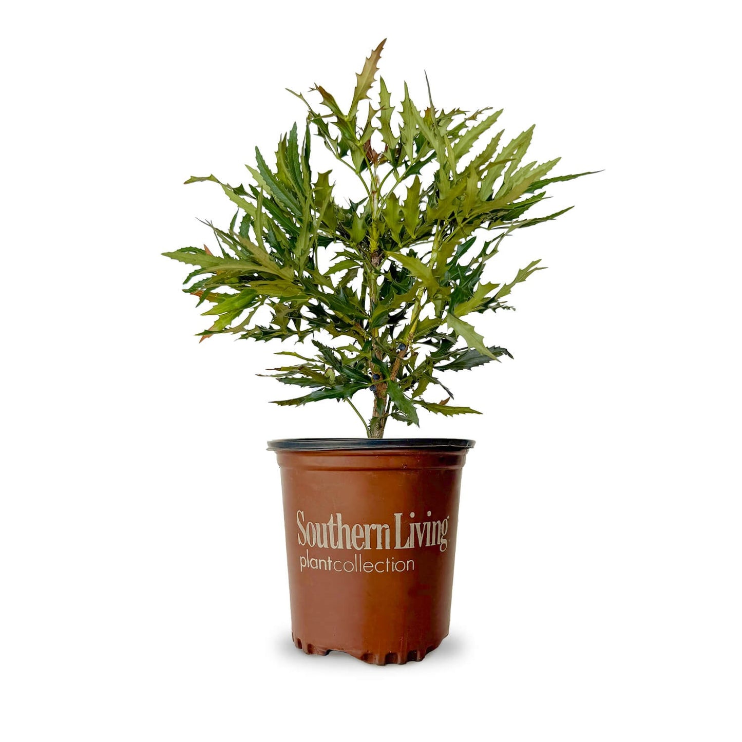 Mahonia Hybrid ‘sPg-15-1’ PP29095 Beijing Beauty™ Mahonia 3g