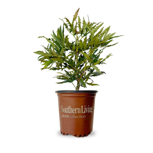 Mahonia Hybrid ‘sPg-15-1’ PP29095 Beijing Beauty™ Mahonia 3g