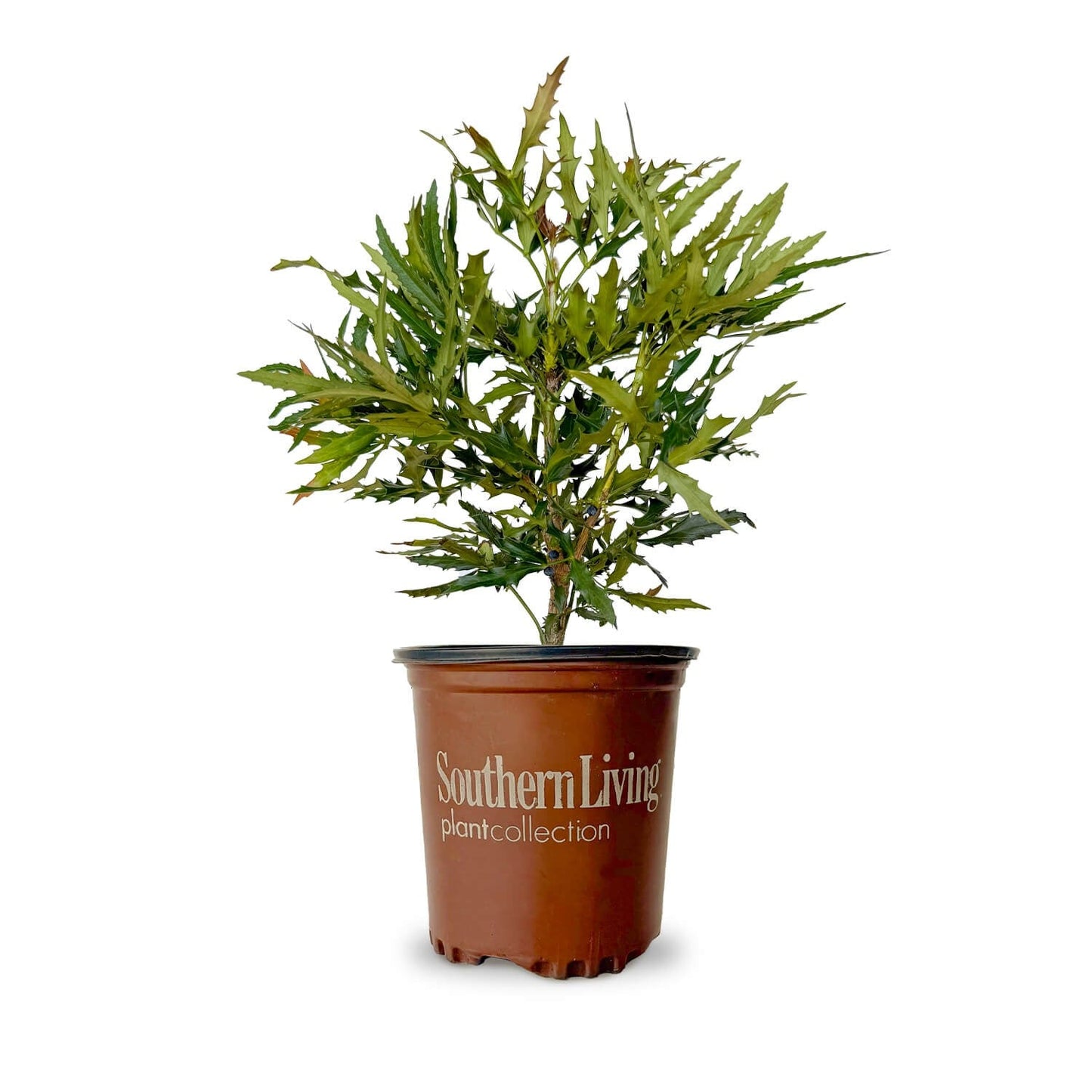 Mahonia Hybrid ‘sPg-15-1’ PP29095 Beijing Beauty™ Mahonia 3g