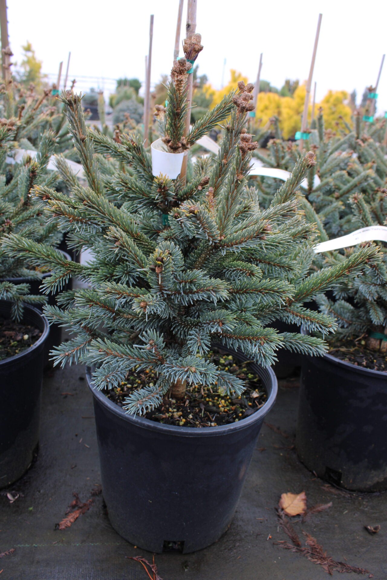 Picea abies 'Paul's Select' Paul's Select Norway Spruce 10g