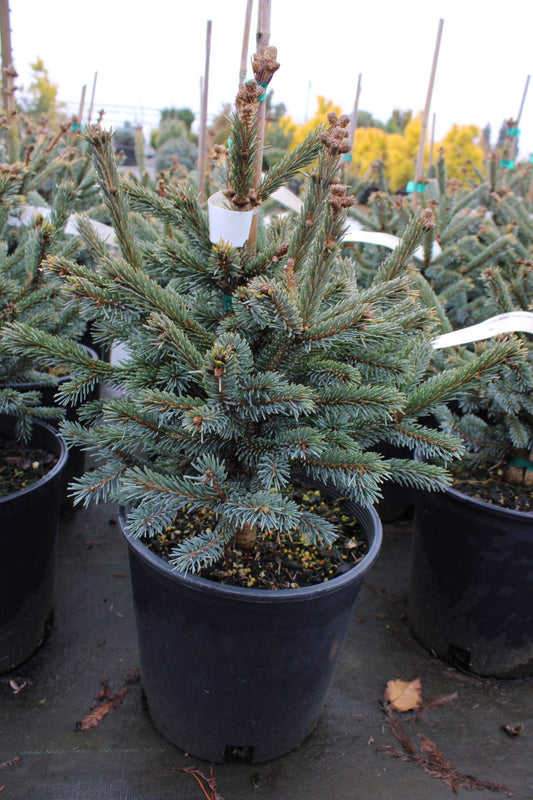 Picea abies 'Paul's Select' Paul's Select Norway Spruce 10g