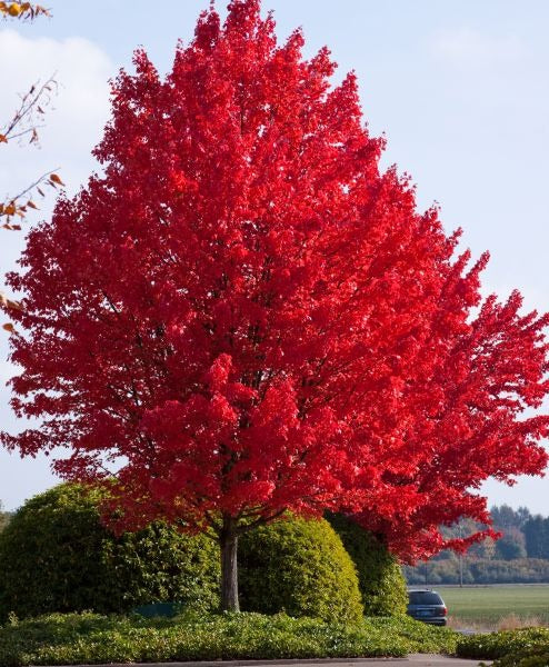 Acer rubrum 'Red Sky' Red Sky Red Maple 15g