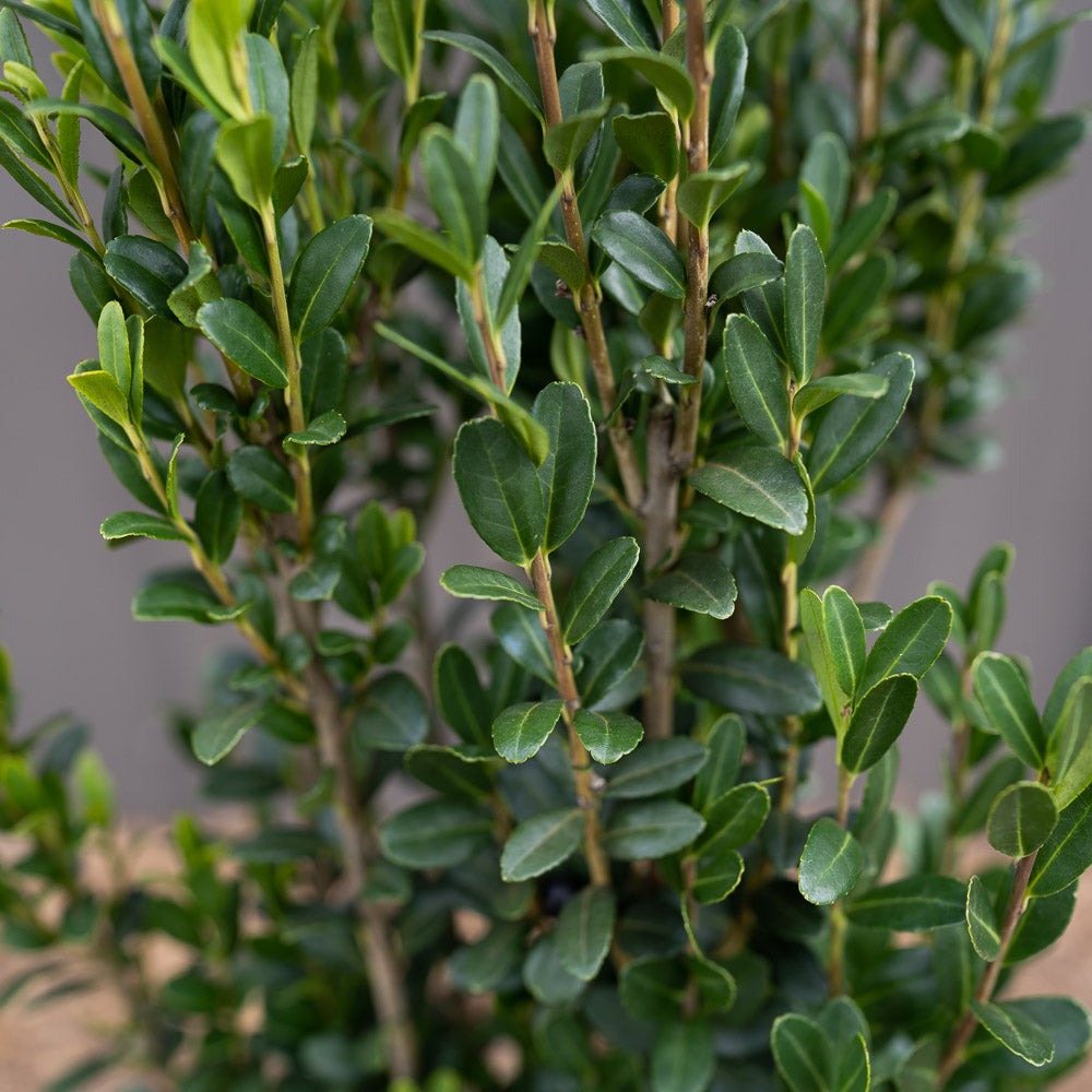 Ilex crenata 'Sky Pencil' Sky Pencil Japanese Holly