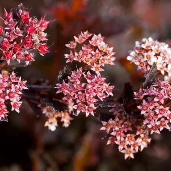 Physocarpus opulifolius 'Donna May' PP22634 Little Devil™ Ninebark
