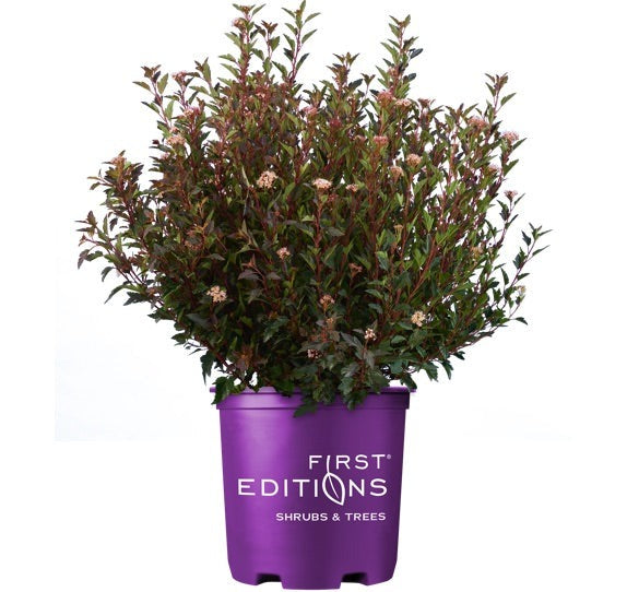 Physocarpus opulifolius 'Donna May' PP22634 Little Devil™ Ninebark