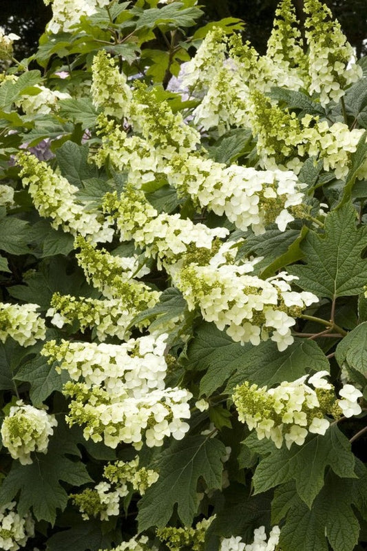 Hydrangea quercifolia Snow Queen Oakleaf Hydrangea 3g