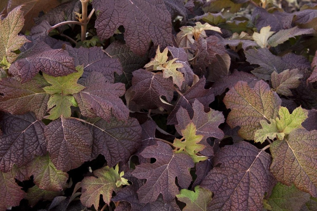 Hydrangea quercifolia Snow Queen Oakleaf Hydrangea 3g
