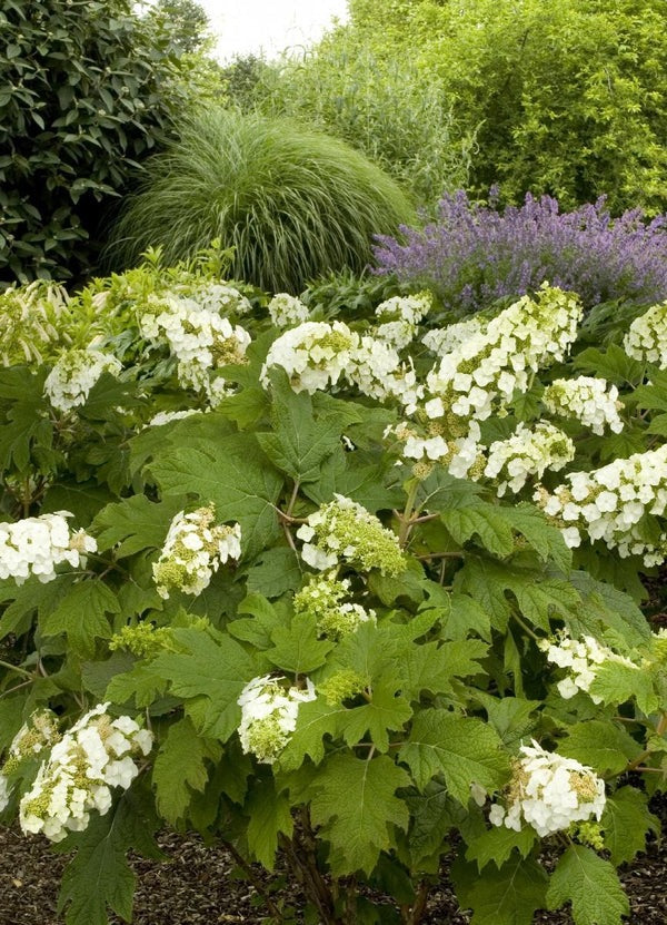 Hydrangea quercifolia Snow Queen Oakleaf Hydrangea 3g