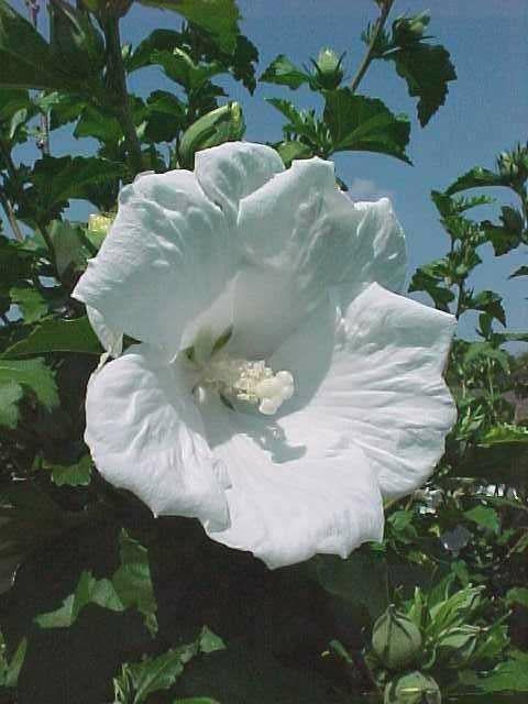 Hibiscus syriacus 'Diana' Diana Rose of Sharon 7 Gallon