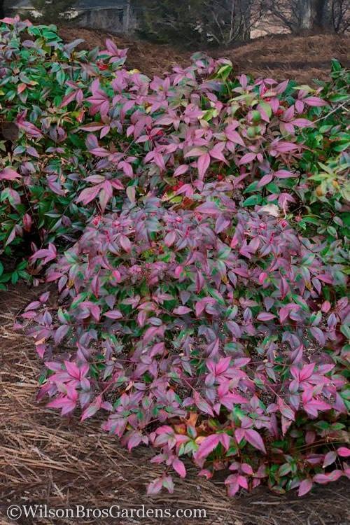 Nandina domestica 'Harbor Belle' PP14668 Harbor Belle Bamboo 3g