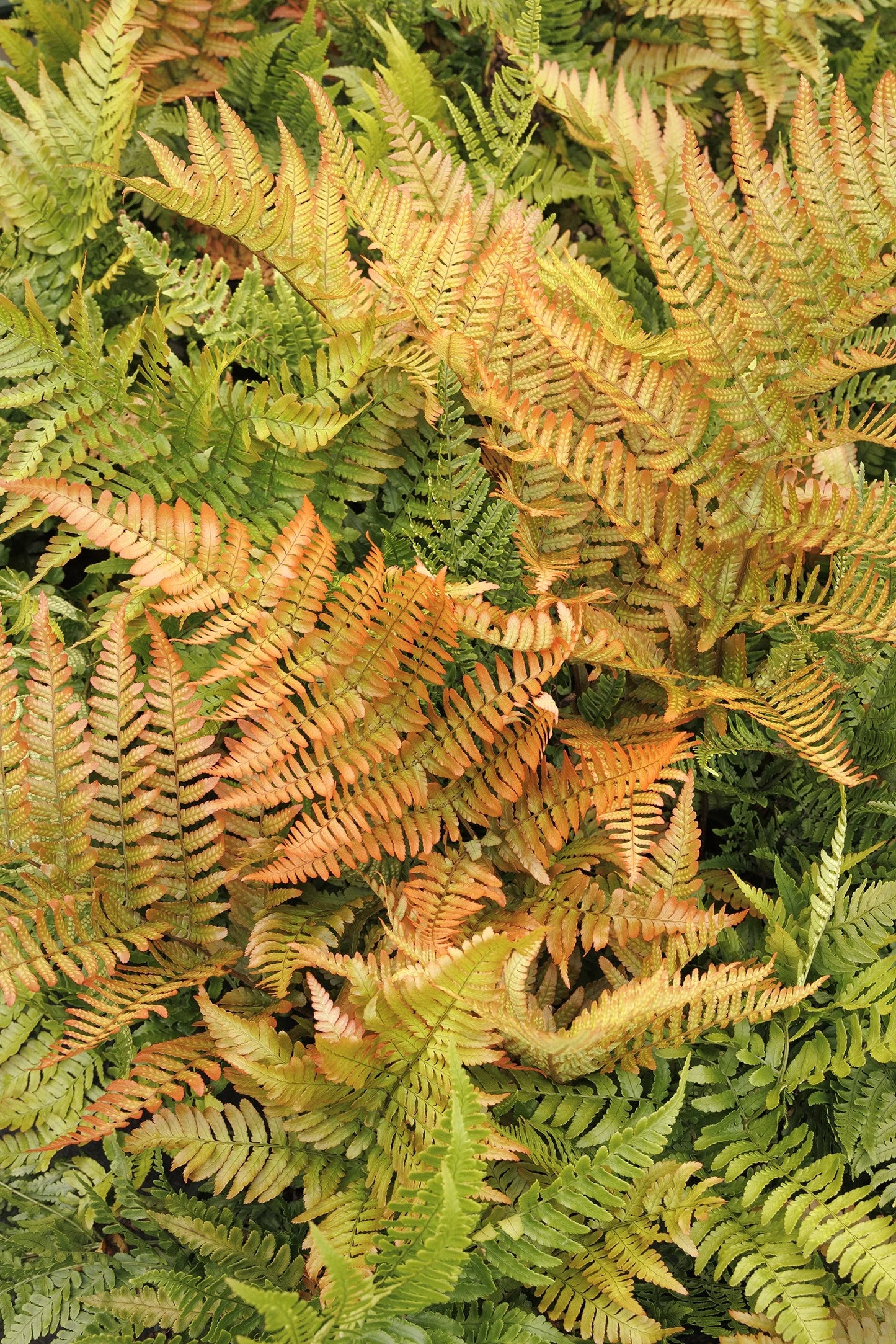 Fern - Dryopteris erythrosora Autumn Brilliance Fern 1g