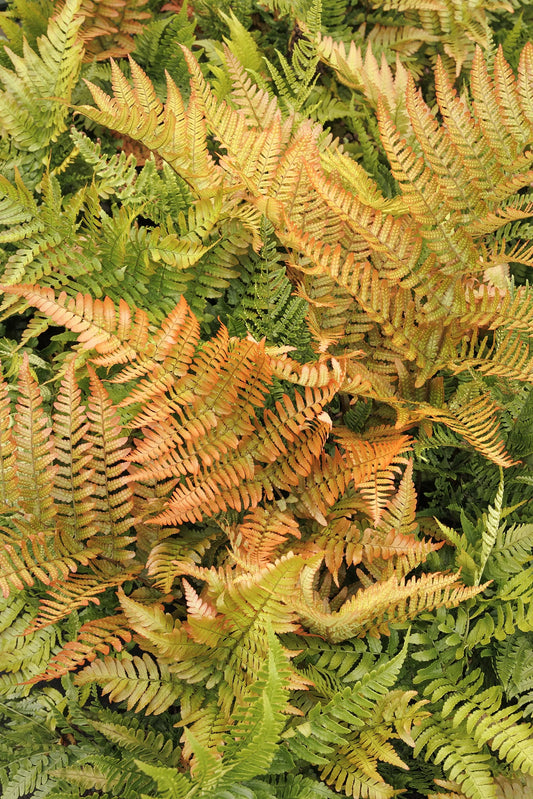 Fern - Dryopteris erythrosora Autumn Brilliance Fern 1g