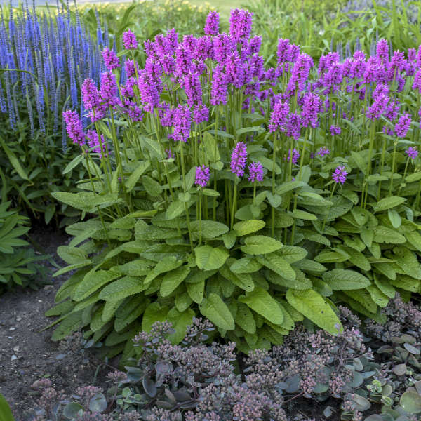 Stachys monieri 'Hummelo' 1g