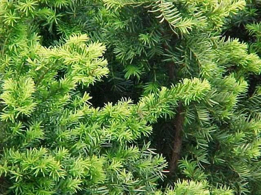 Taxus x media 'Densiformis' Dense Spreading Yew 10 Gallon