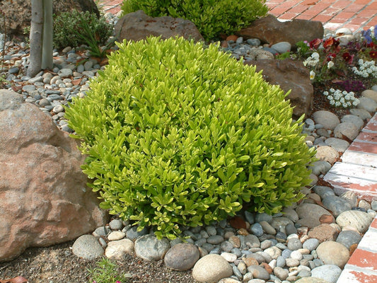 Pittosporum tobira 'Wheeler's Dwarf' Wheeler's Dwarf Pittosporum