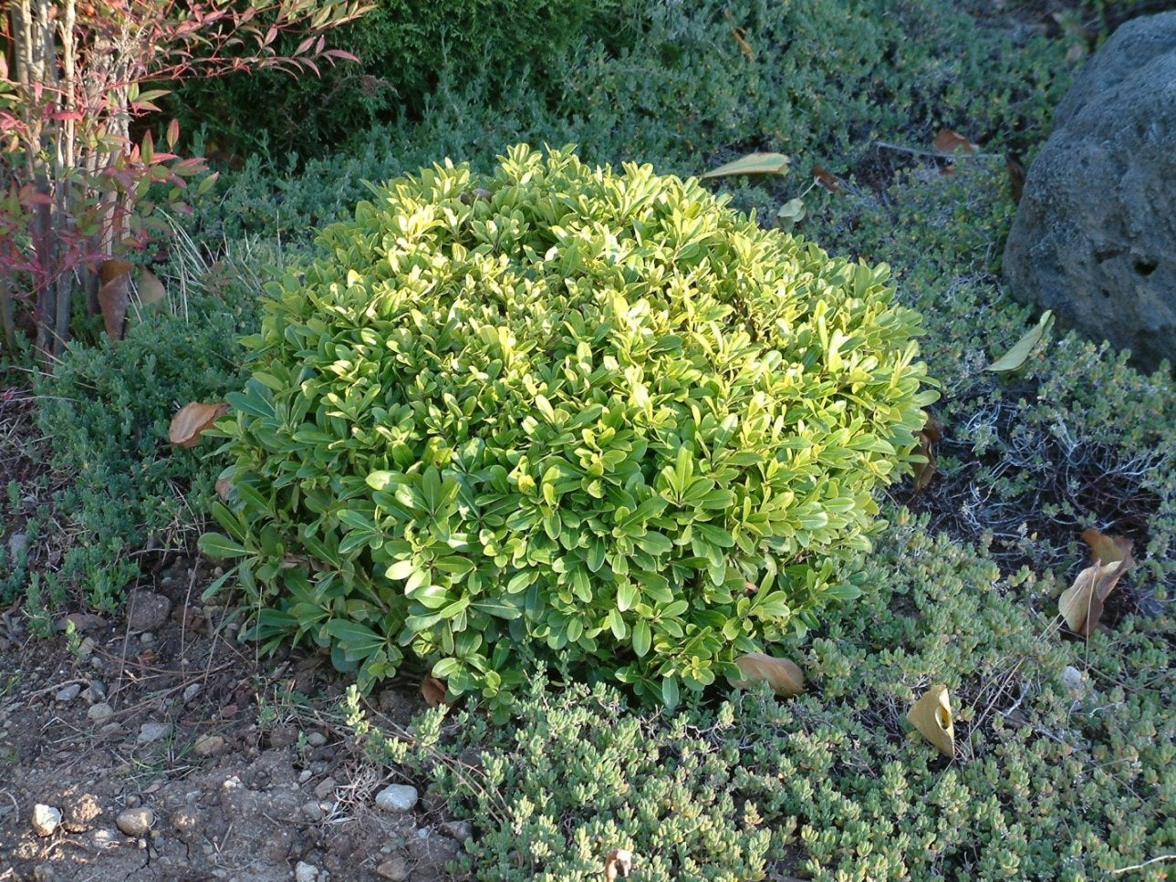 Pittosporum tobira 'Wheeler's Dwarf' Wheeler's Dwarf Pittosporum
