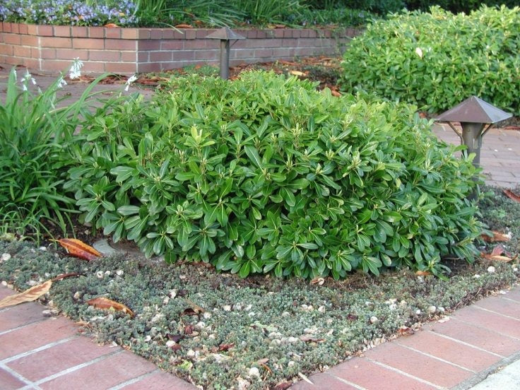 Pittosporum tobira 'Wheeler's Dwarf' Wheeler's Dwarf Pittosporum