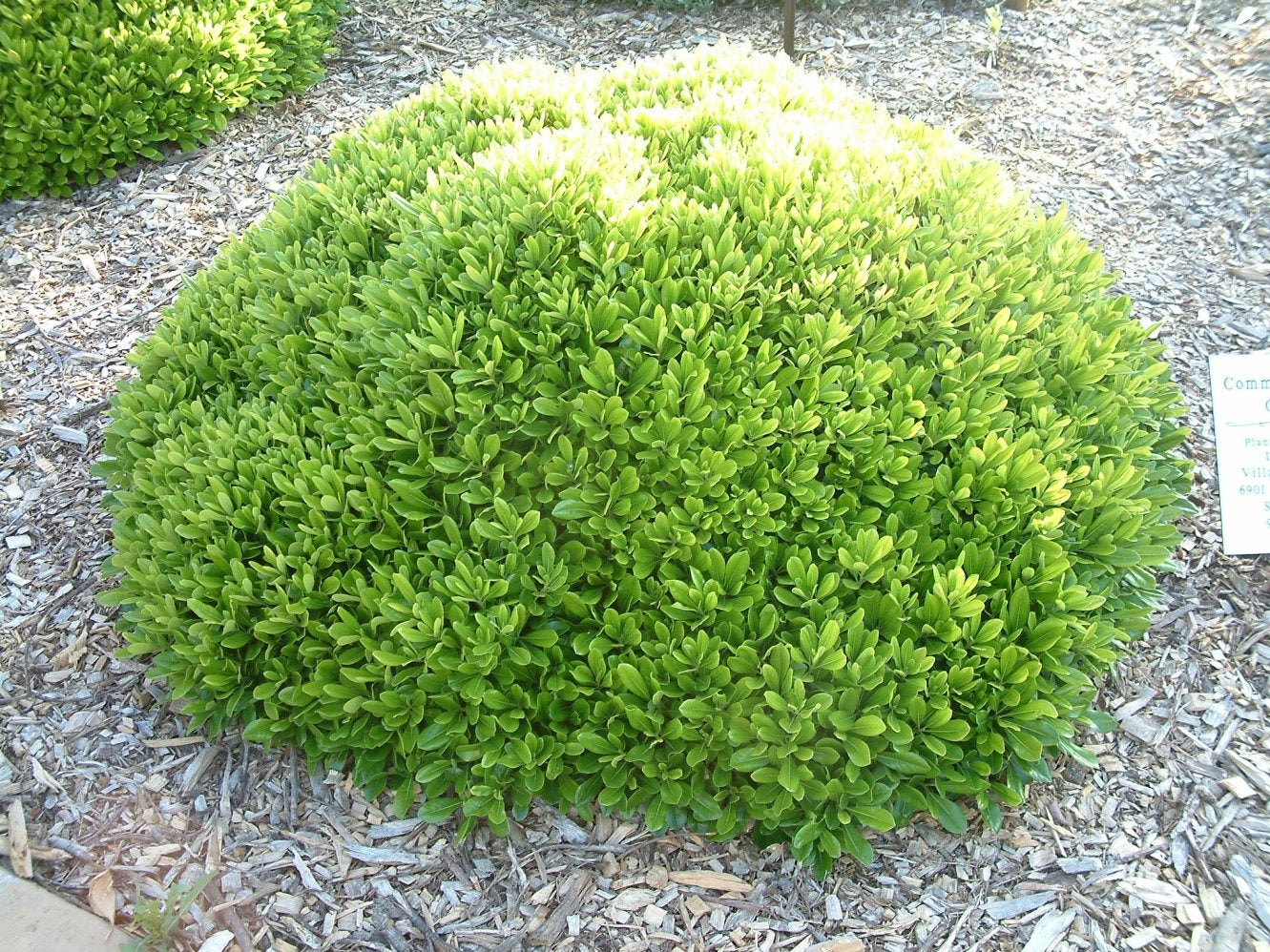 Pittosporum tobira 'Wheeler's Dwarf' Wheeler's Dwarf Pittosporum