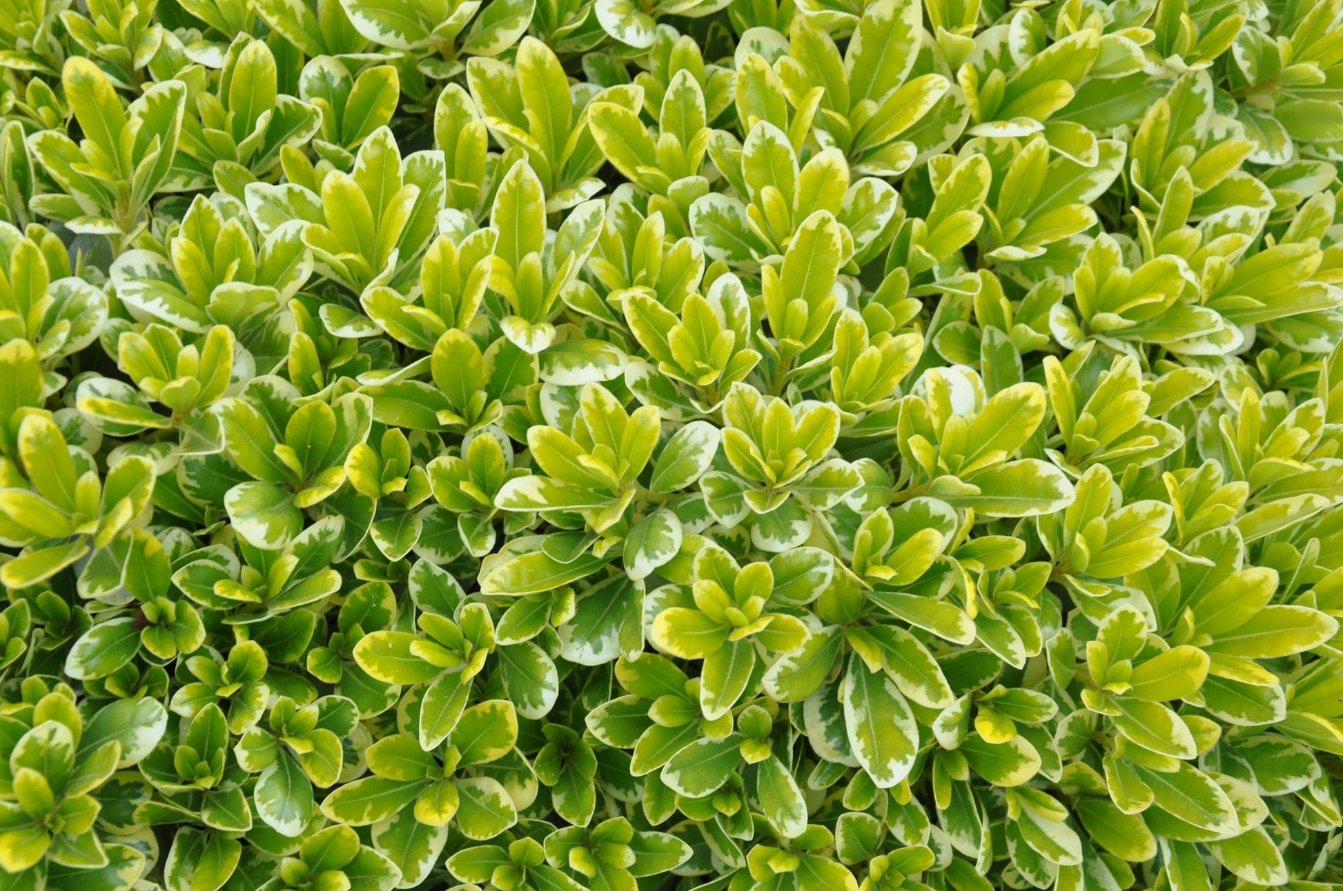 Pittosporum tobira 'Wheeler's Dwarf' Wheeler's Dwarf Pittosporum ...