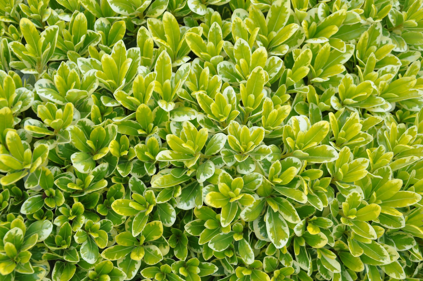 Pittosporum tobira 'Wheeler's Dwarf' Wheeler's Dwarf Pittosporum